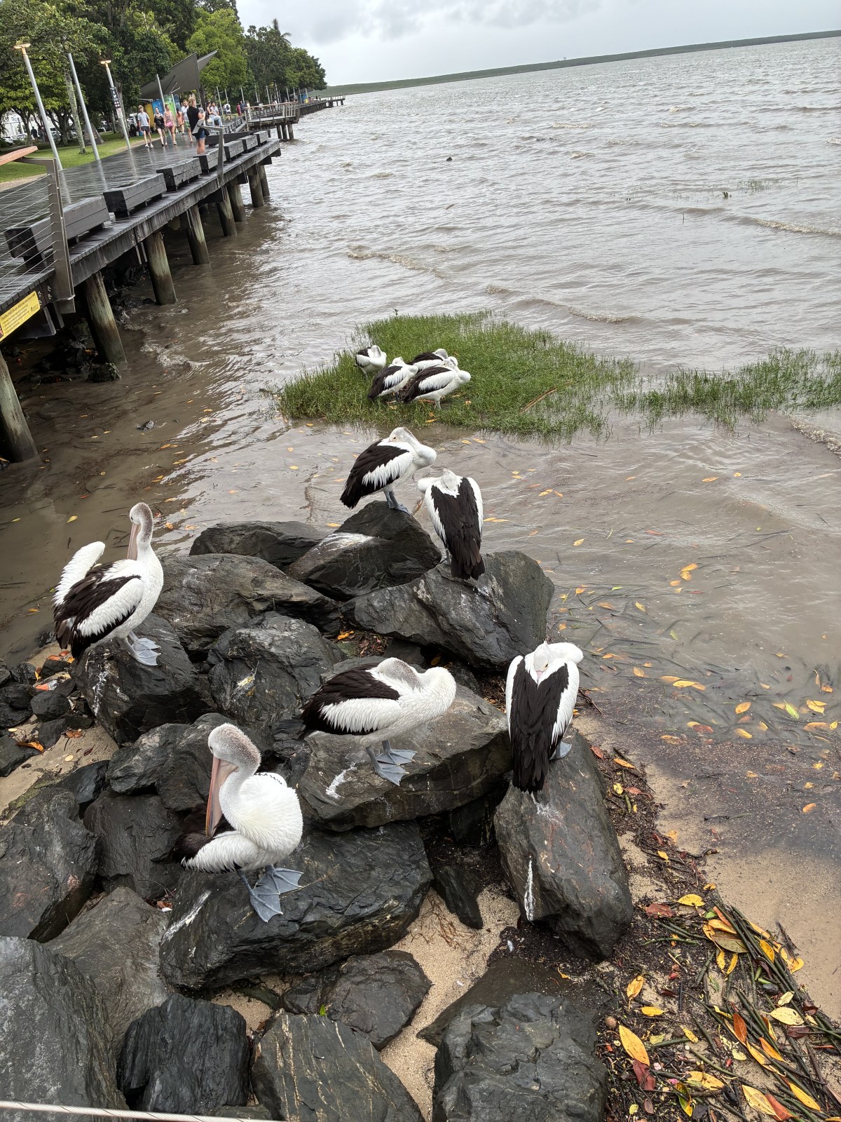 Australian pelicans resting on rocks along the Cairns Esplanade at dusk