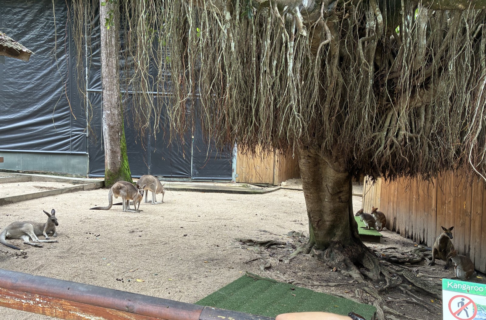 Kangaroos resting under a fig tree in a walk-through enclosure in Kuranda, Cairns
