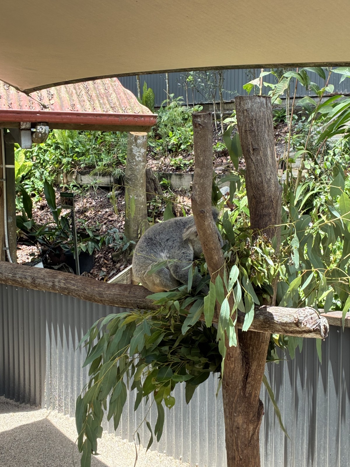 Koala asleep on a branch at a wildlife park in Kuranda, Cairns