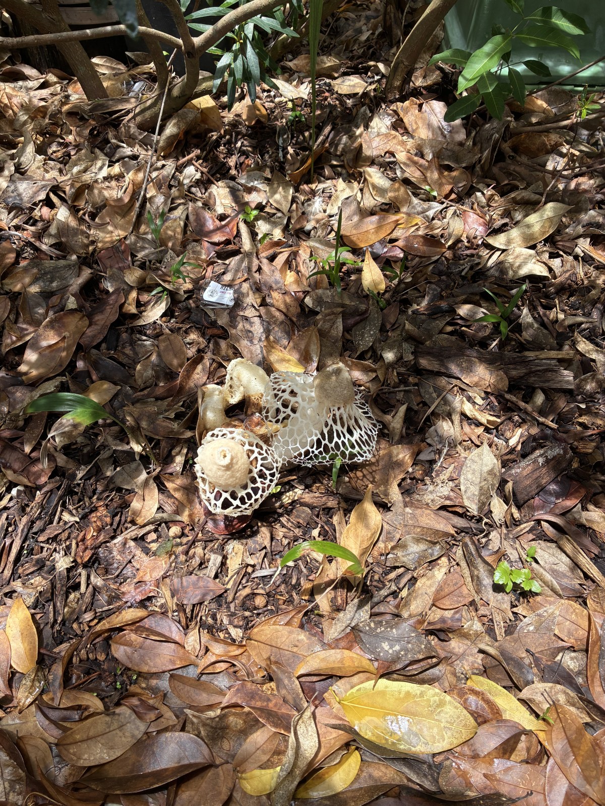 Veiled lady mushroom growing in leaf litter beside a rainforest walkway near Cairns