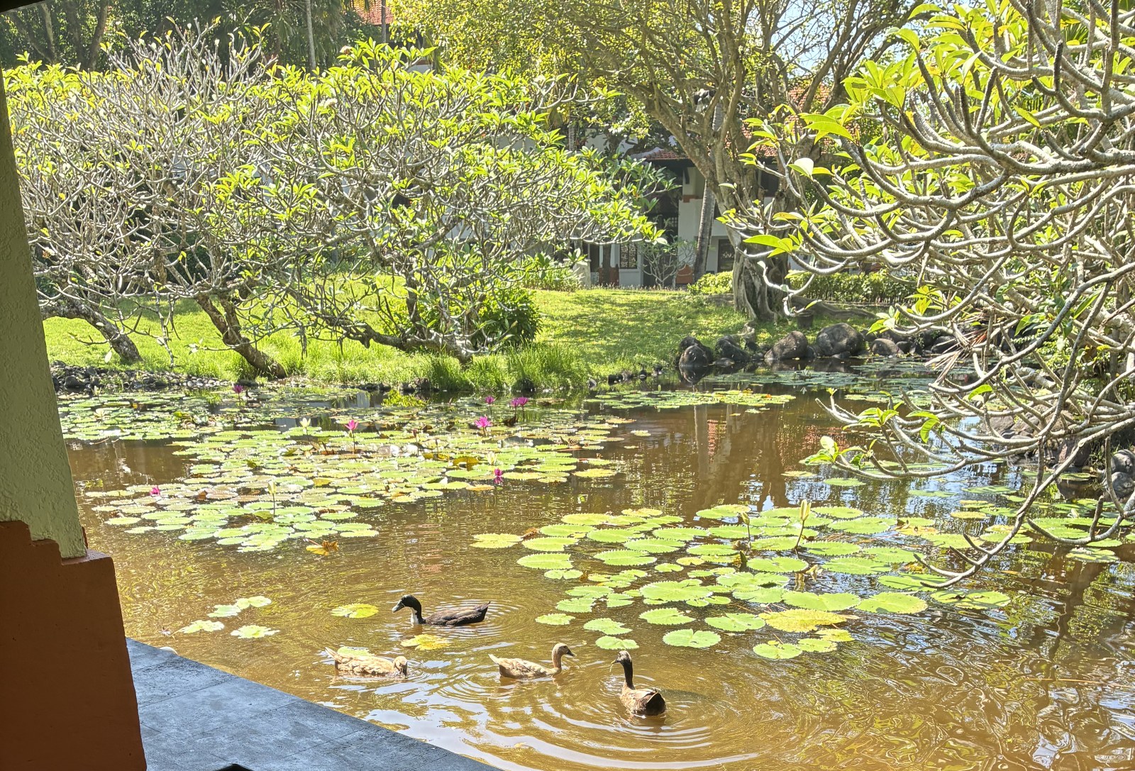 Lotus pond with ducks and frangipani trees seen from a terrace at Grand Hyatt Bali, Indonesia