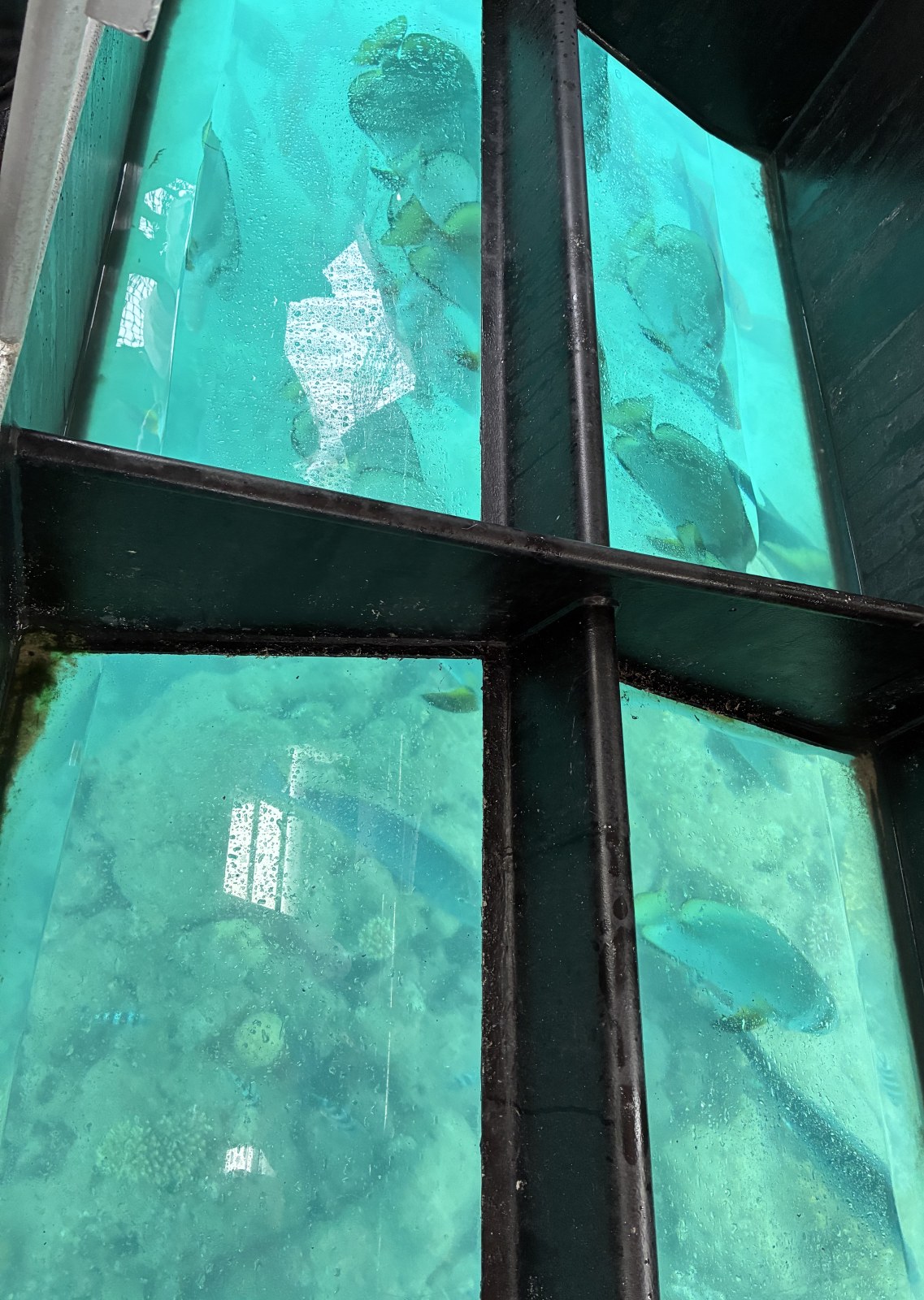 Fish and coral seen through the glass floor of a glass-bottom boat at Green Island