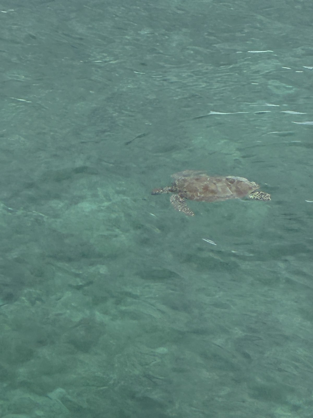 Green sea turtle swimming in the shallows off Green Island, Great Barrier Reef